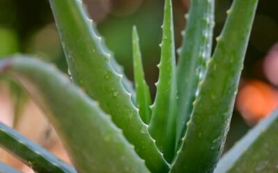 Aloe Ferox Extrakt