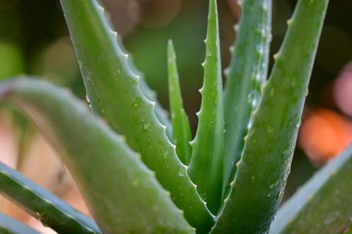 Aloe Ferox Extrakt